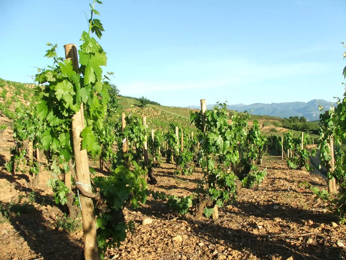 Bodegas Estefânia