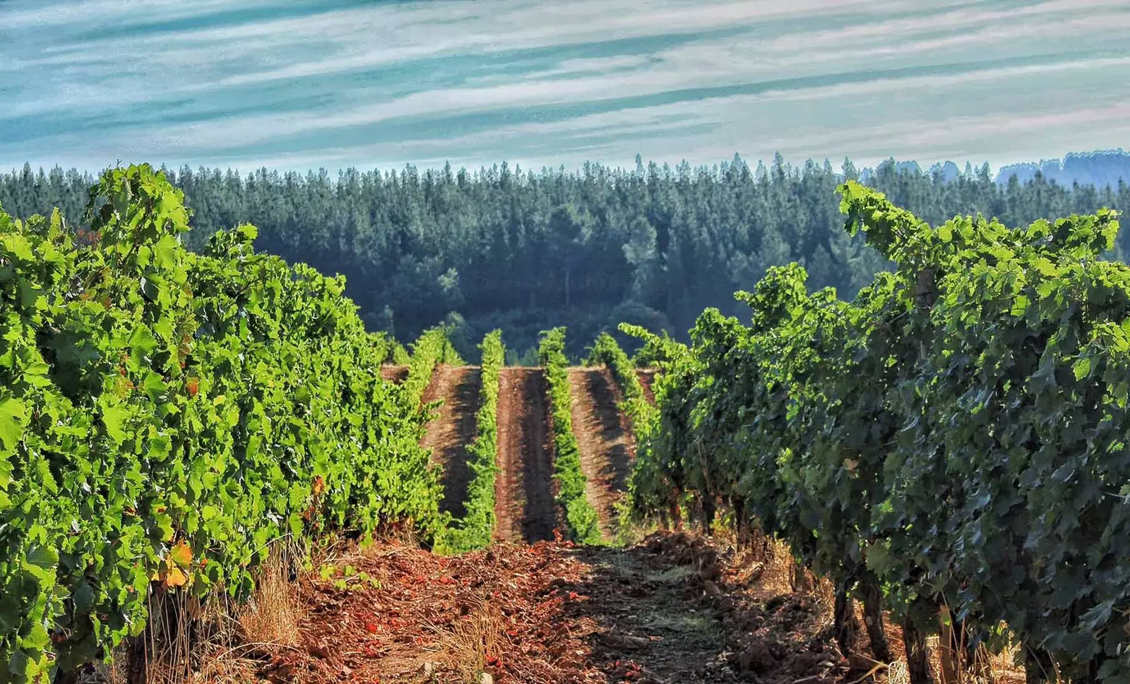 Bodegas Godelia maisemia, jotka rakastuvat