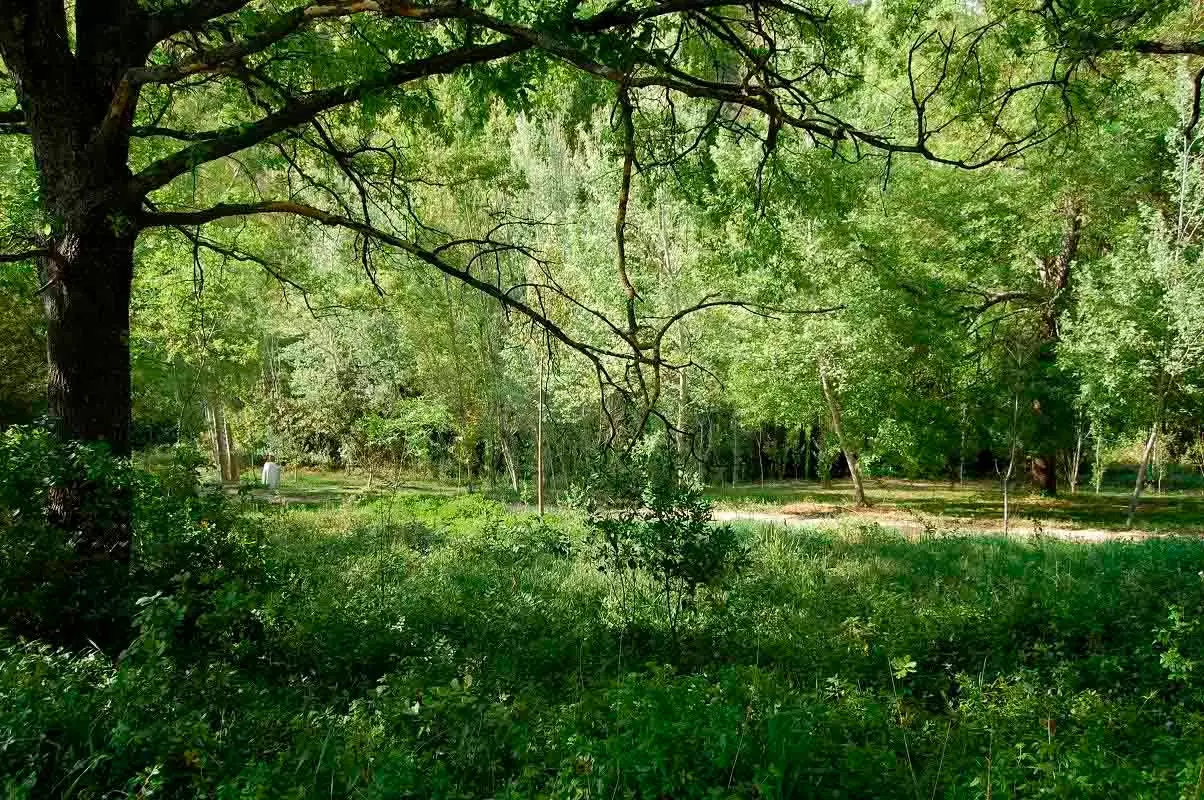 Il rigoglioso bosco della proprietà Molino La Flor