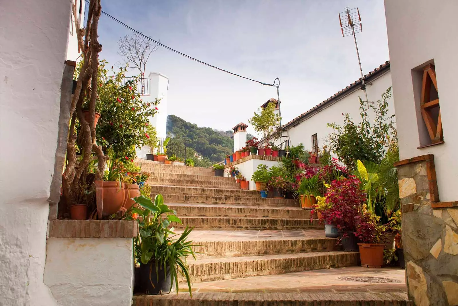 Potser tothom té un curset de jardineria a Genalguacil...