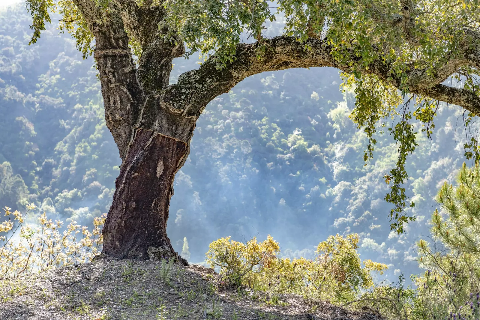 Din stejarii lor de plută preiau pluta tipică acestei zone.