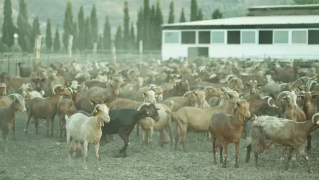 Trasa na jedenie Malagy toto leto