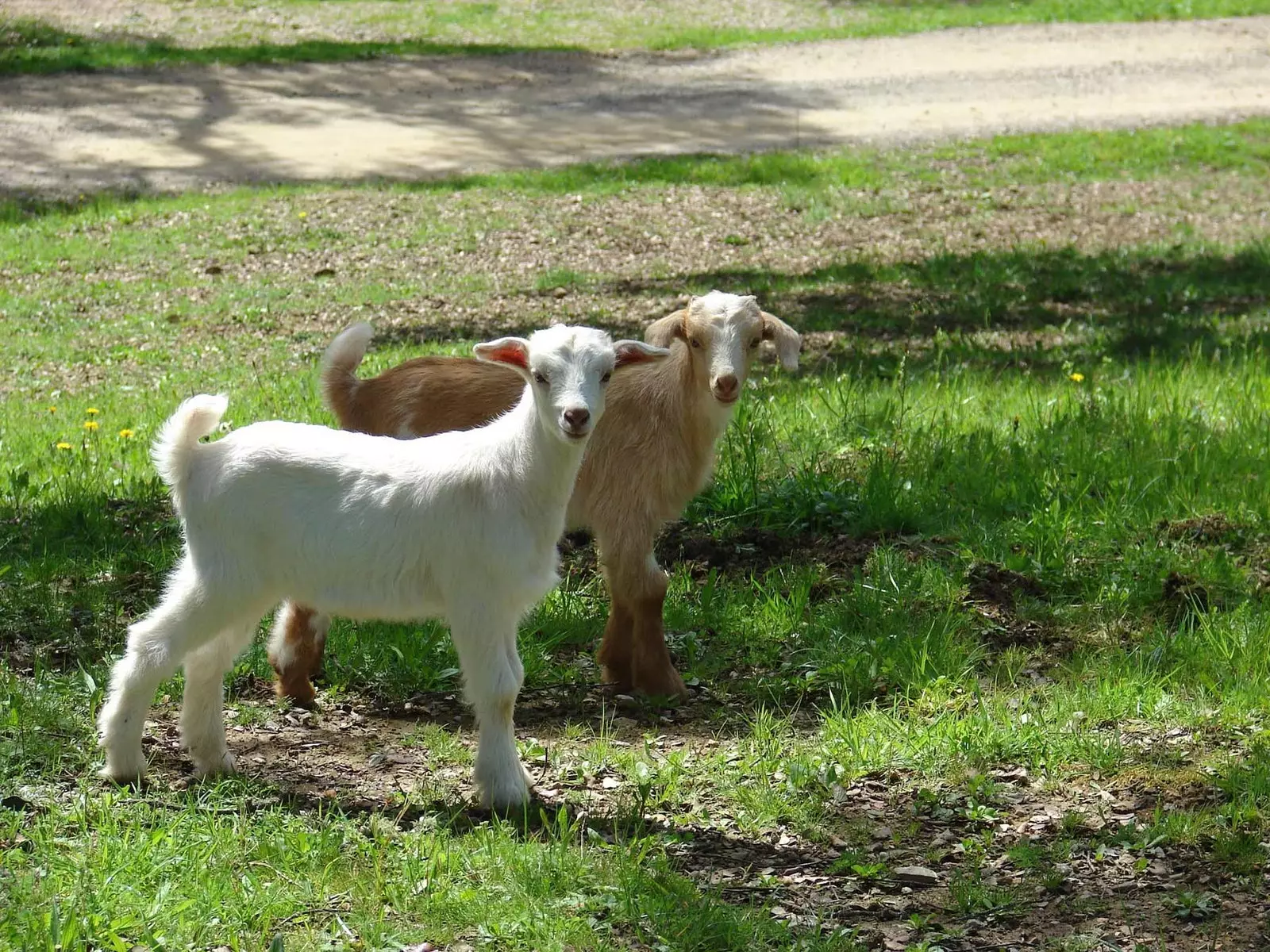 Geder på Finca Montefrío