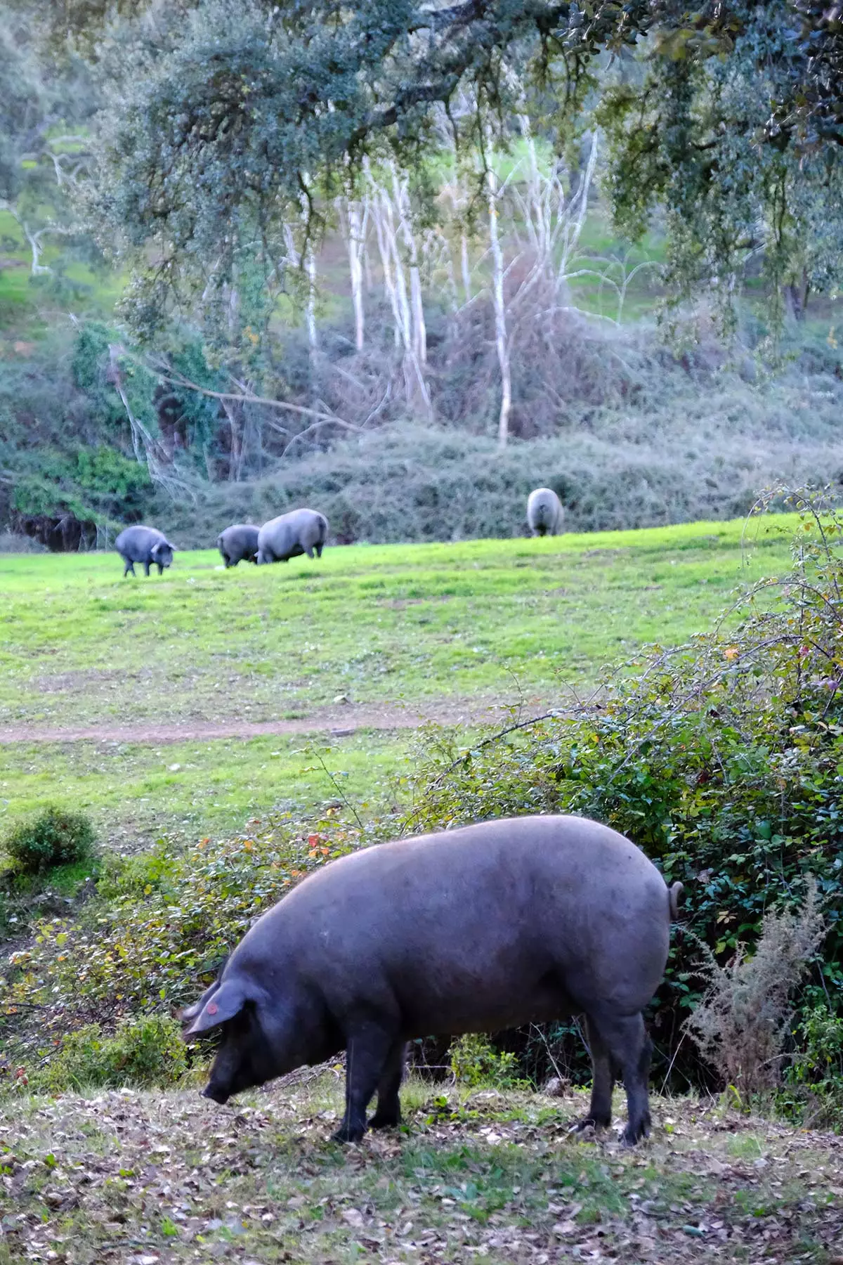 Katika kutafuta na kukamata acorns bora