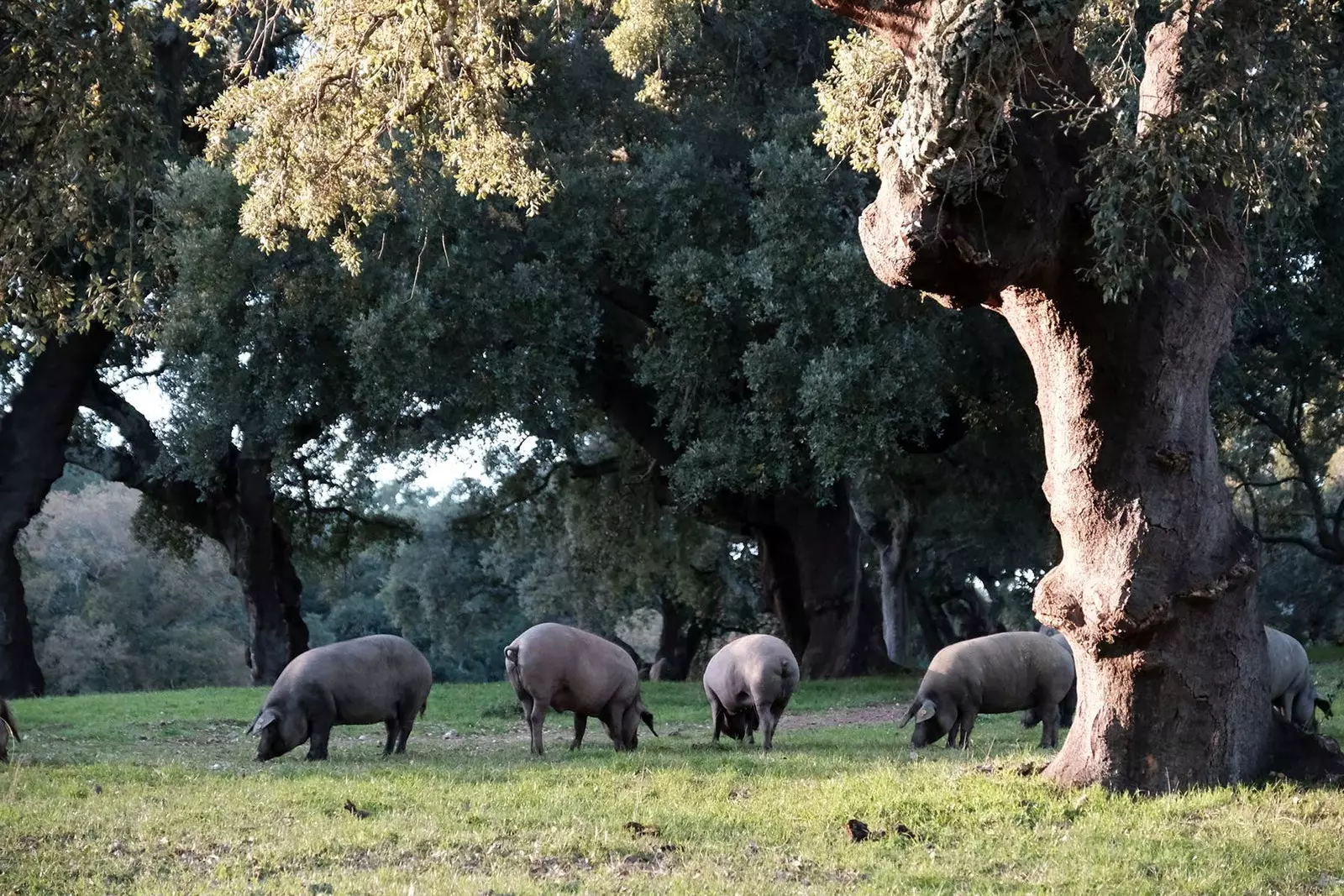 Shamba La Orapia