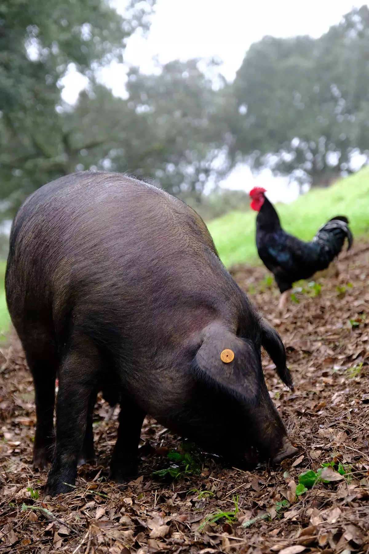 Un petit cochon de Finca Montefrío