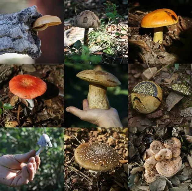 Een mycologische mix