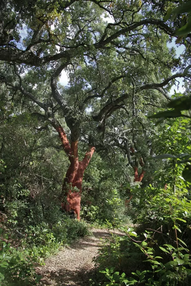 Camí de sureres