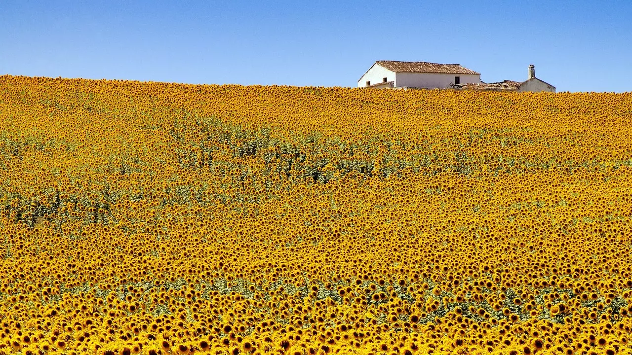 Carmona ontvouwt zijn gele tapijt van zonnebloemen