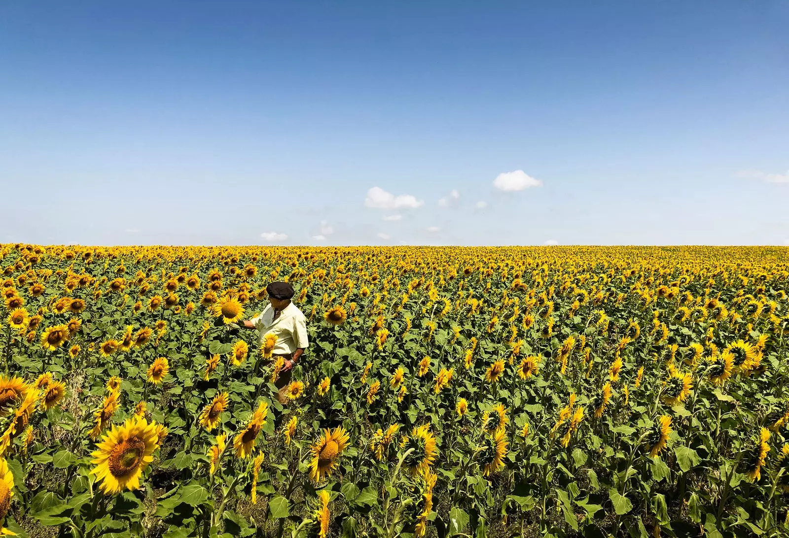 Campos de girassóis de Zahara de los atunes