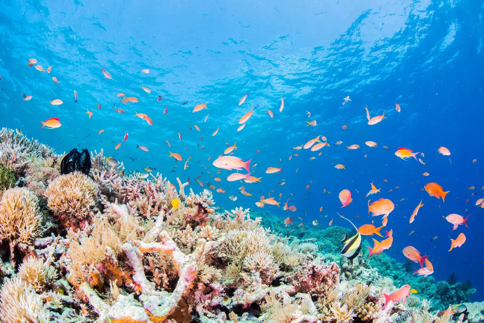 Okinawas överklagande ligger kvar under havet