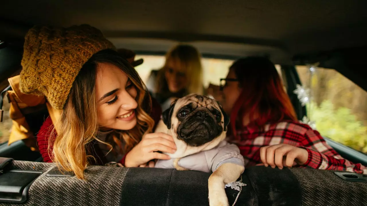 'Traveling together is better', il-magna tat-tiftix li kellek bżonn biex tivvjaġġa mal-pet tiegħek