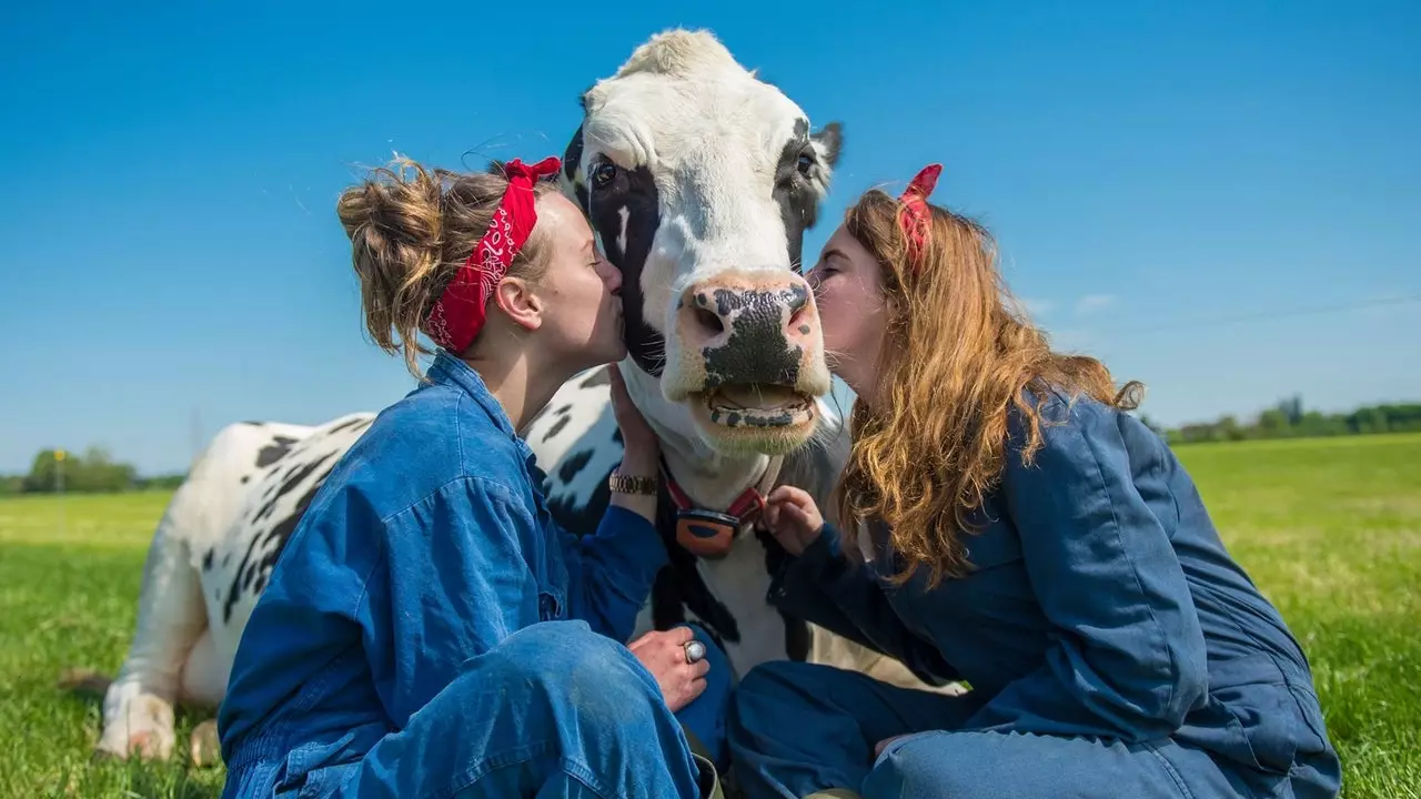 Koe knuffelen: mode med at klappe køer, der kommer fra Holland