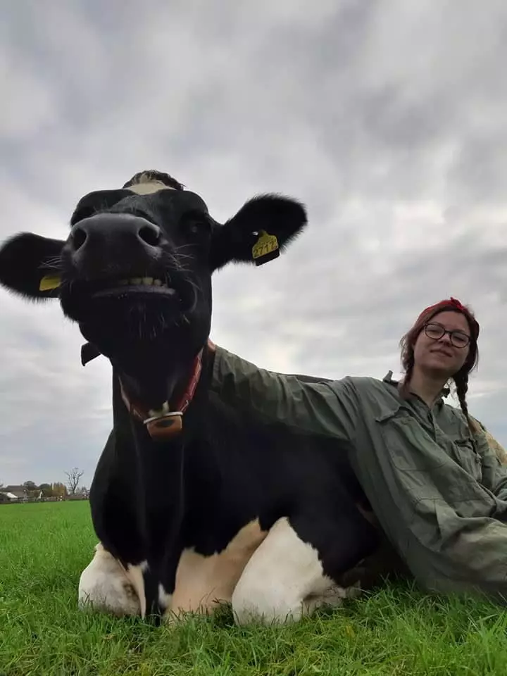 Vache de ferme Koeknuffelen