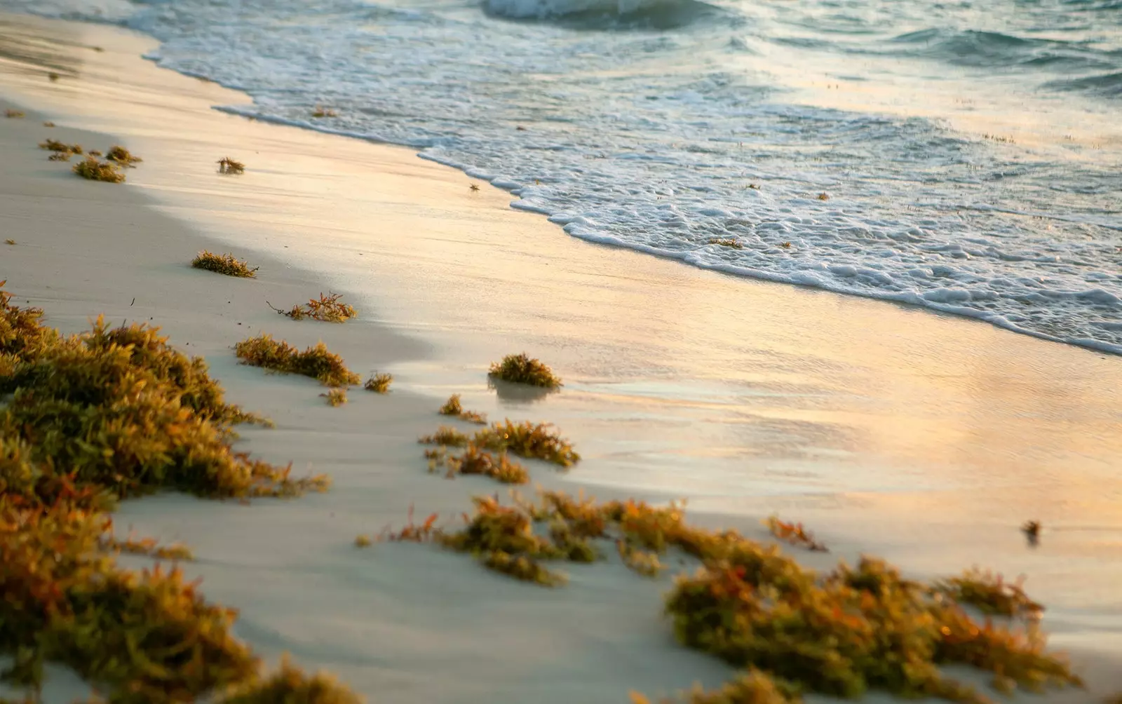 Algen aan de oever van een strand