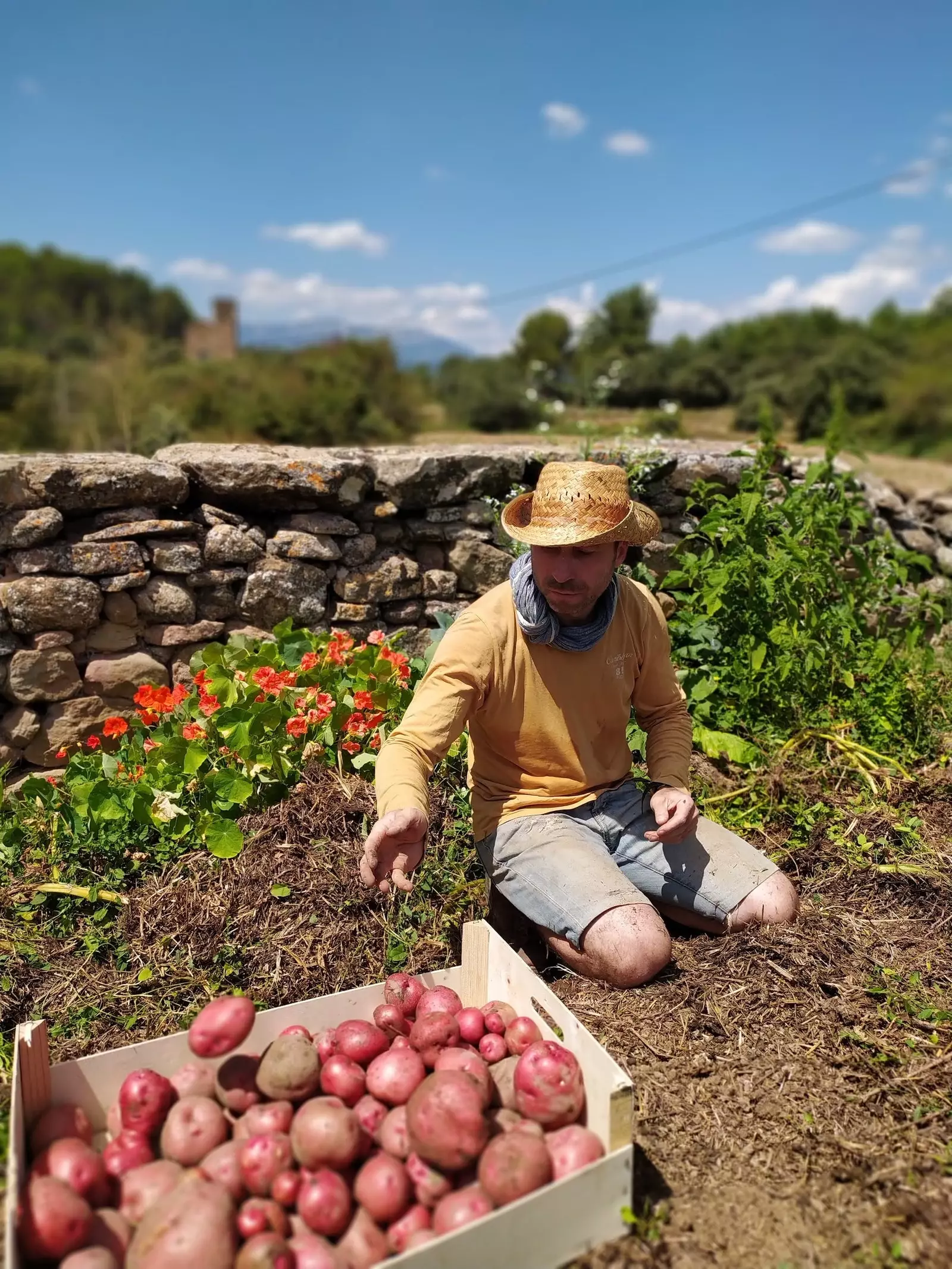 Alfred picking potatoes in Clariana de Cardener in Solsonès