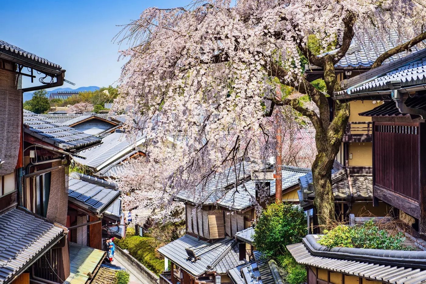 Kyoto'da bahar hanami