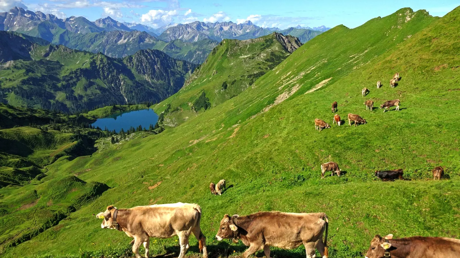 Kravy pasúce sa na lúkach prístavu Nebelhorn.