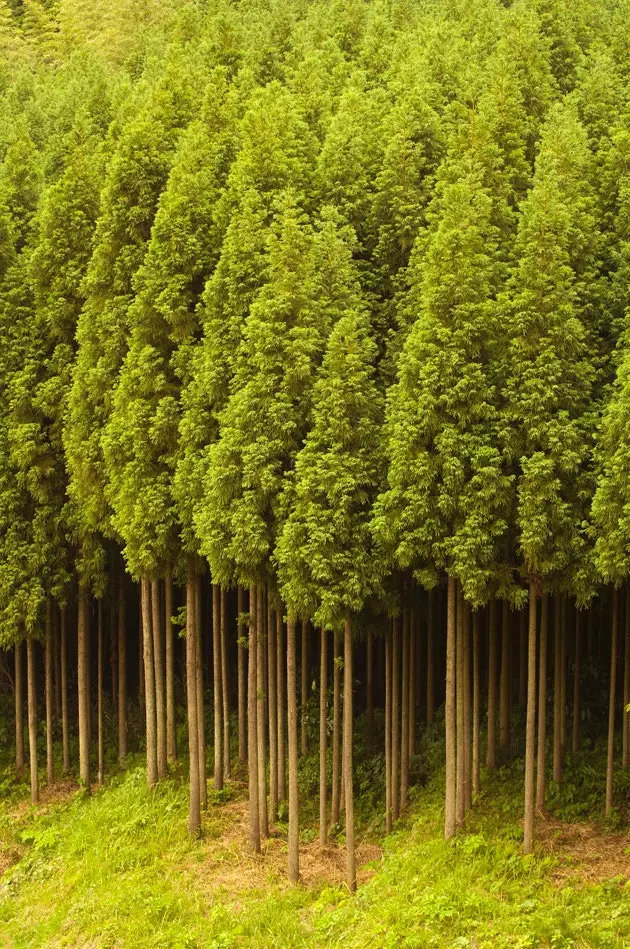 Cedars i Koyasan