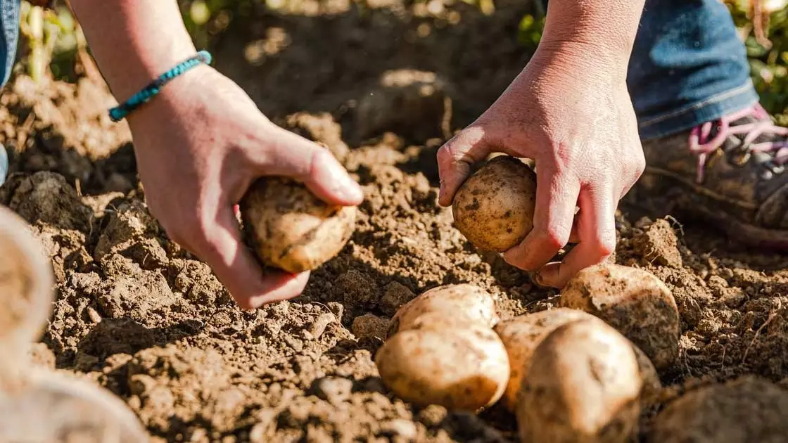 Musim panas ini, menjadi petani selama sehari