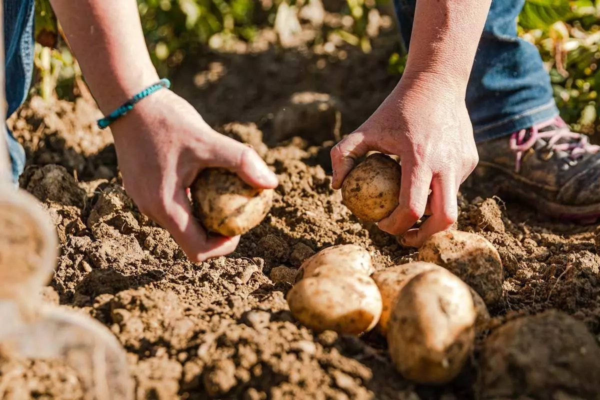 Picking potatoes in La Cerdanya