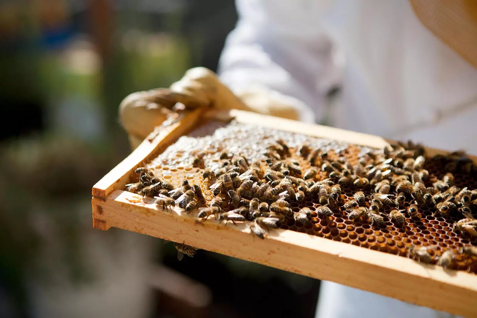 In diesen Hotels sind Bienen willkommen