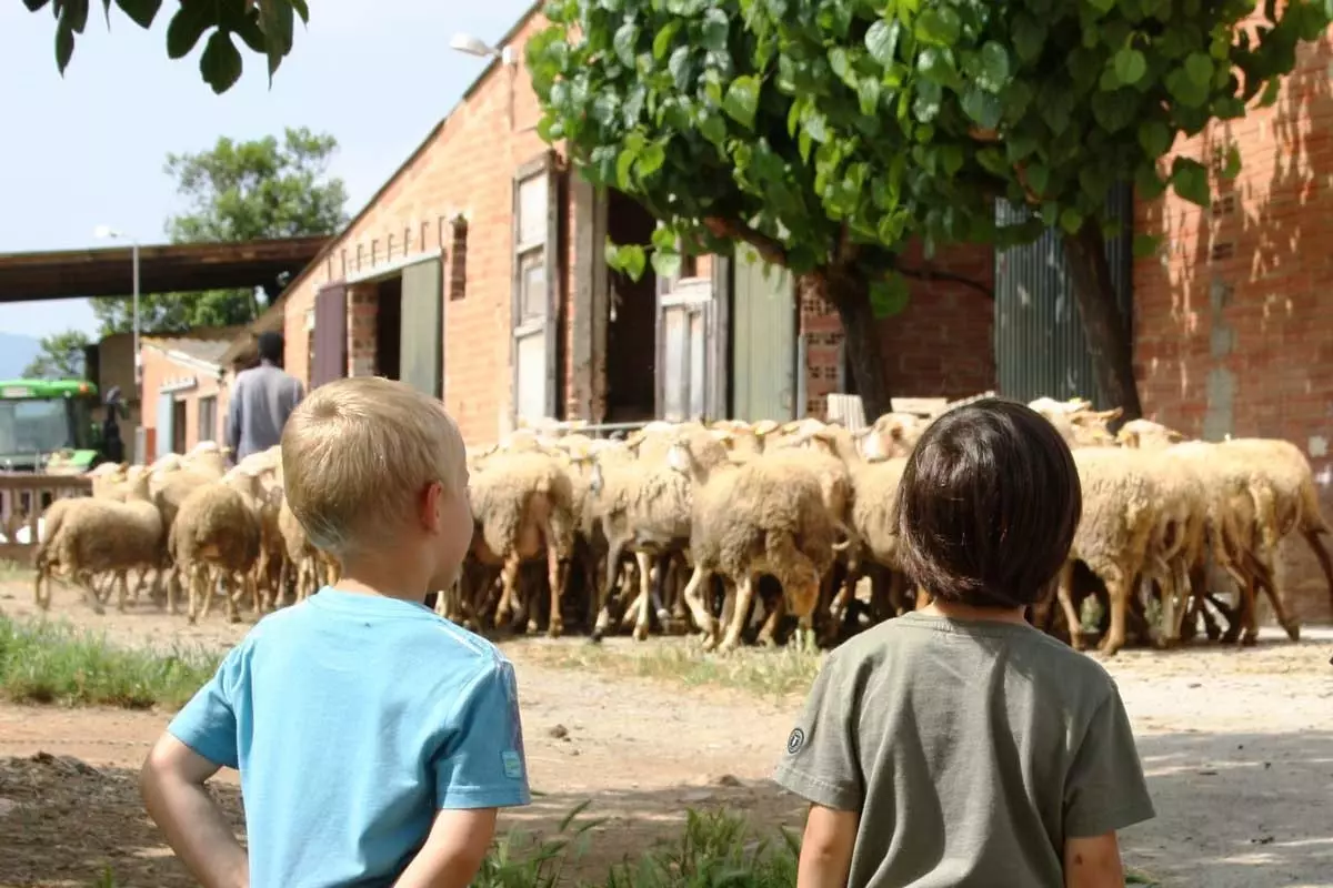 Perekülastus, et õppida, kuidas lambaid kasvatada