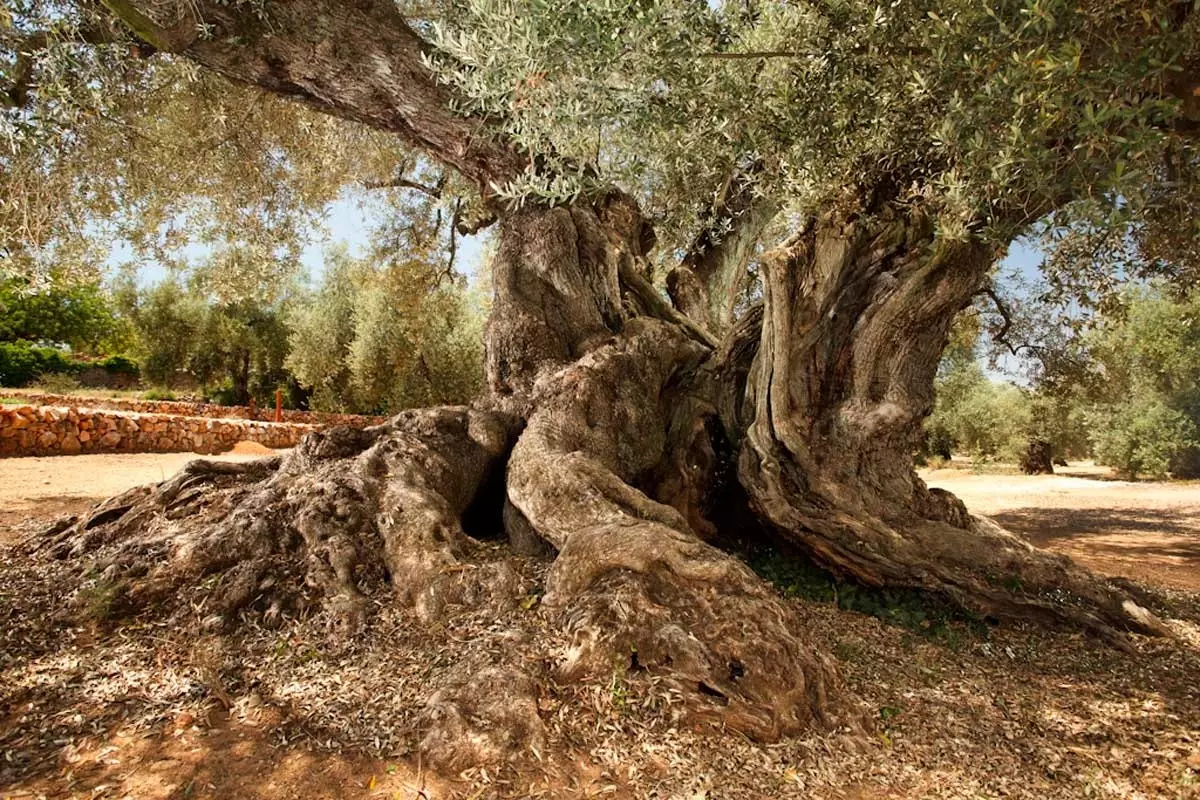 Θέλετε να μάθετε πώς να φτιάχνετε το δικό σας EVOO