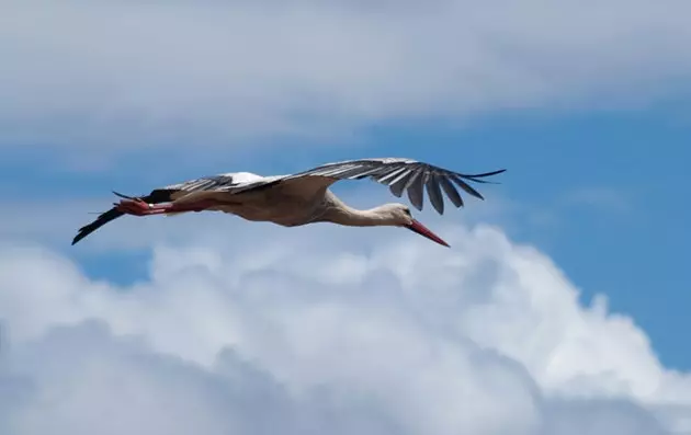 Stork på flukt i Dehesa de Abajo