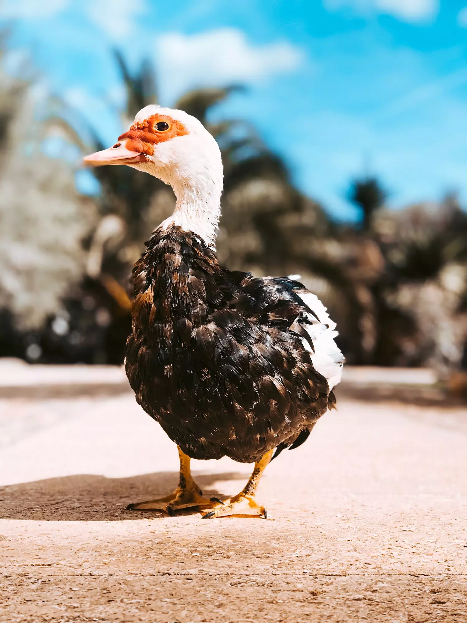 Raħal Vegan