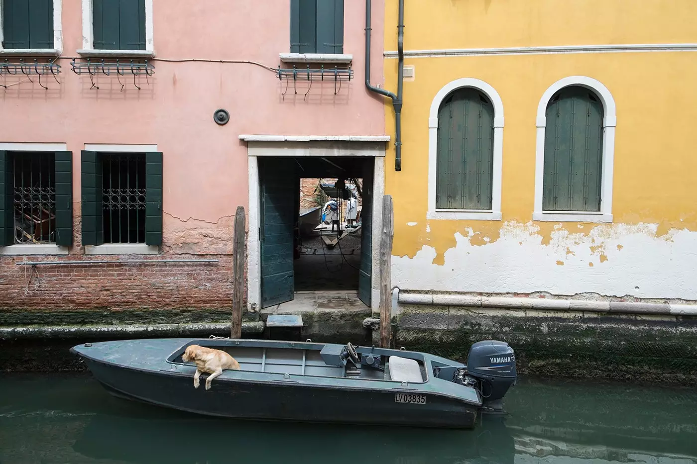 Një qen i gatshëm për të lundruar në Venecia