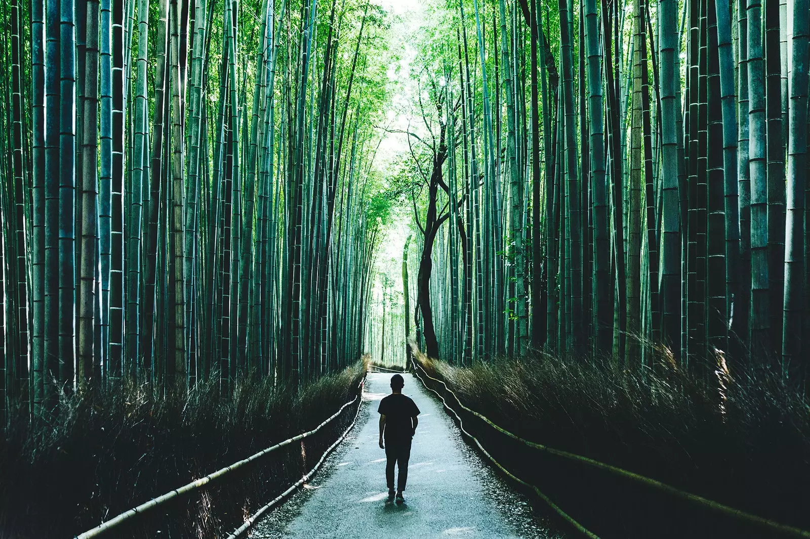 Bambusový les v Arashiyama