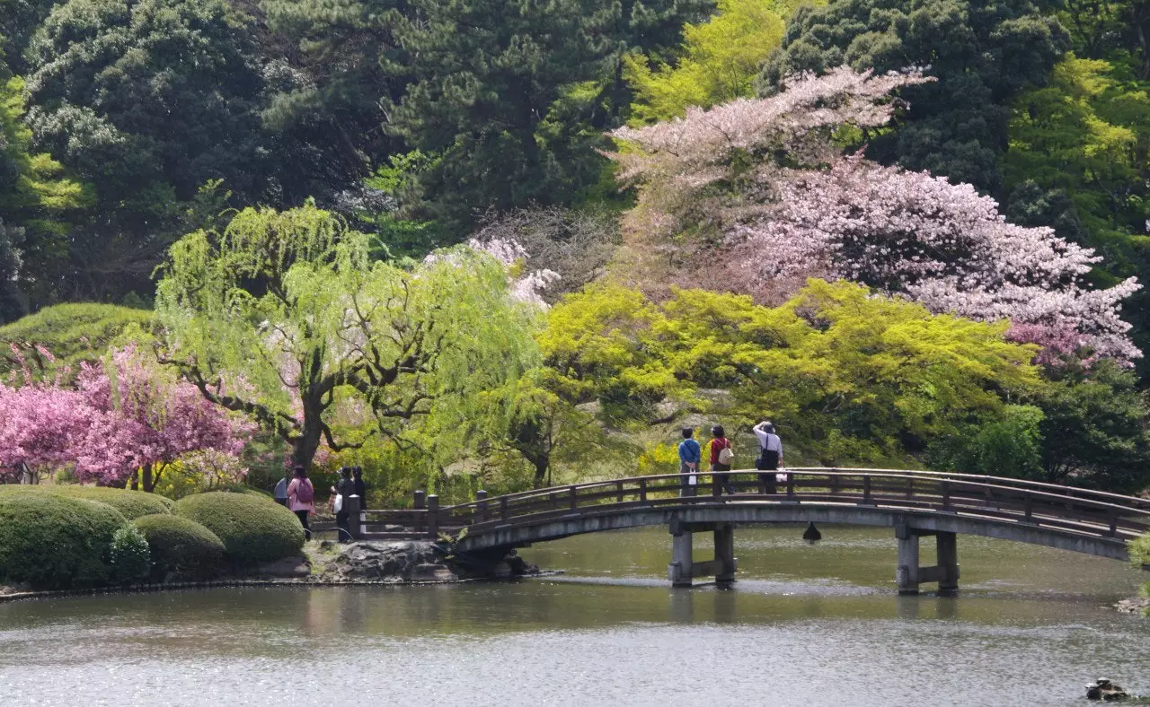 Hanami overweegt de bloemen, wat is een beter plan om de lente te verwelkomen?