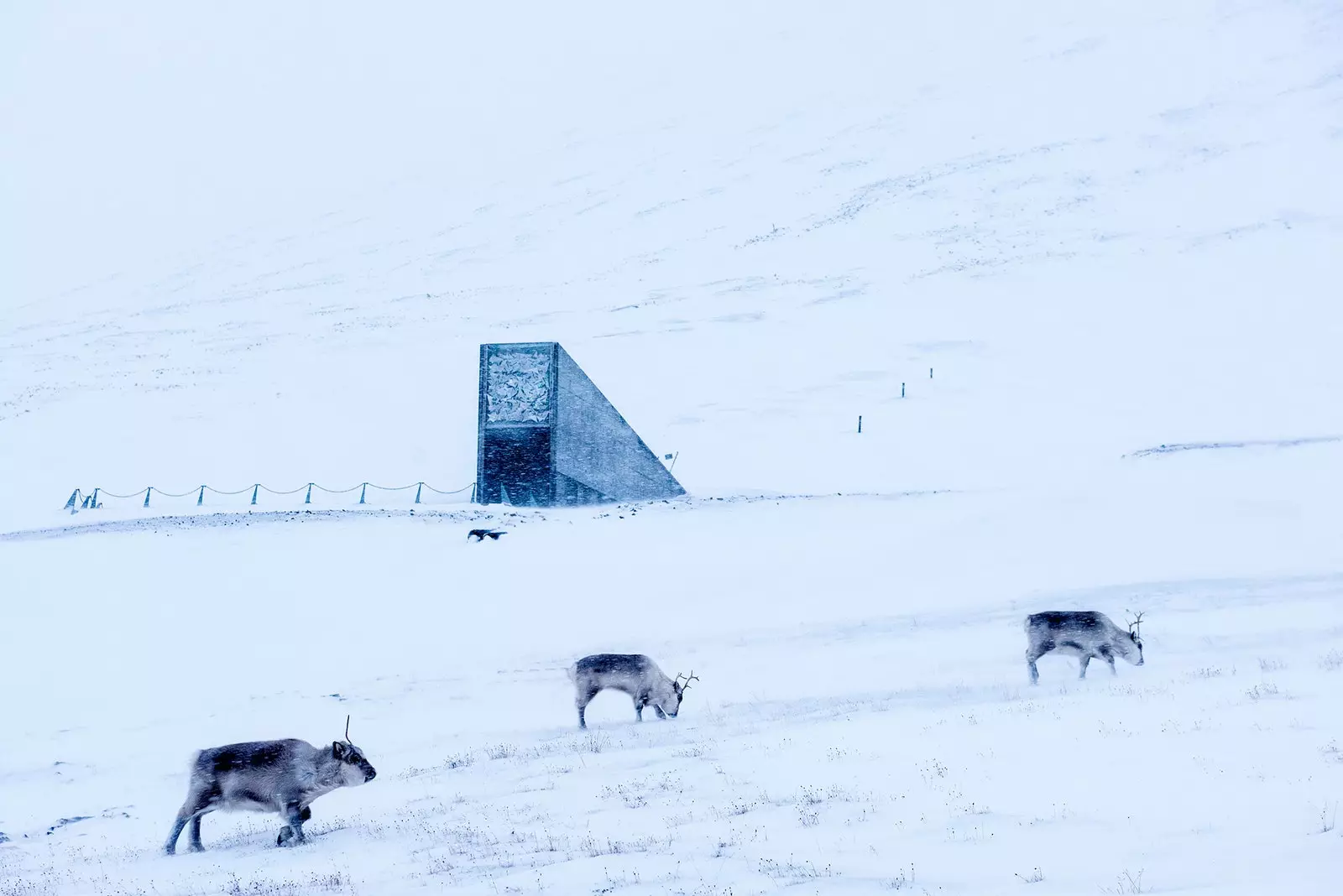 Svalbard Welt Seed Bank