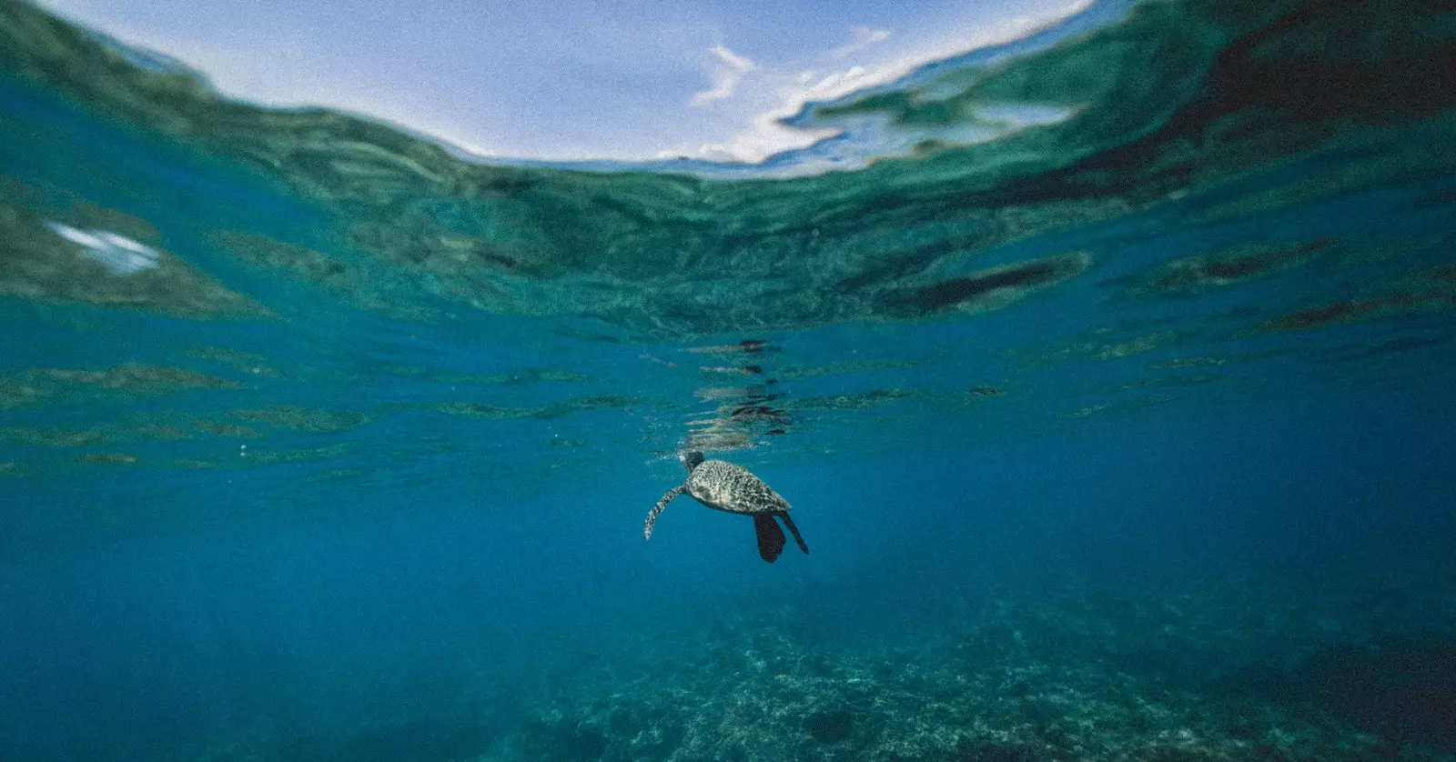 Fil-Jum Dinji tal-Oċeani ejja niċċelebraw u nirrispettaw il-maġija tal-Great Blue