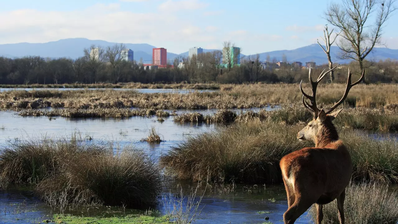 It-teżori ta' Vitoria-Gasteiz, il-'Global Green City'