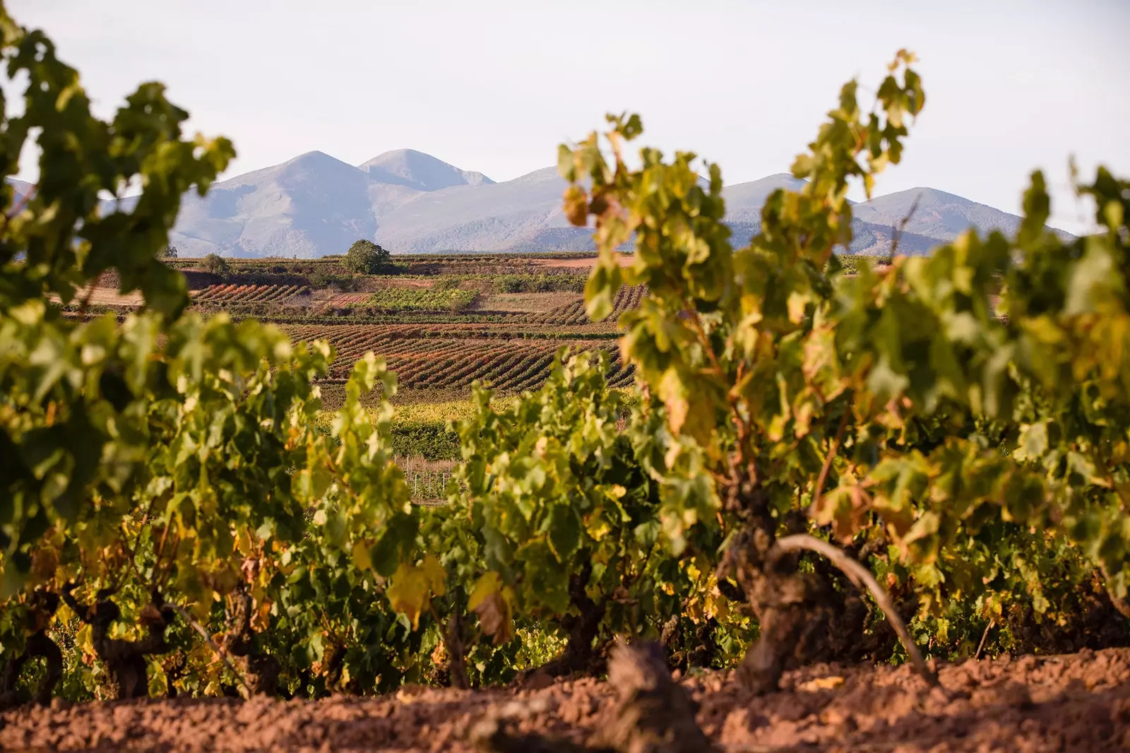 Wine travelers their favorite landscapes