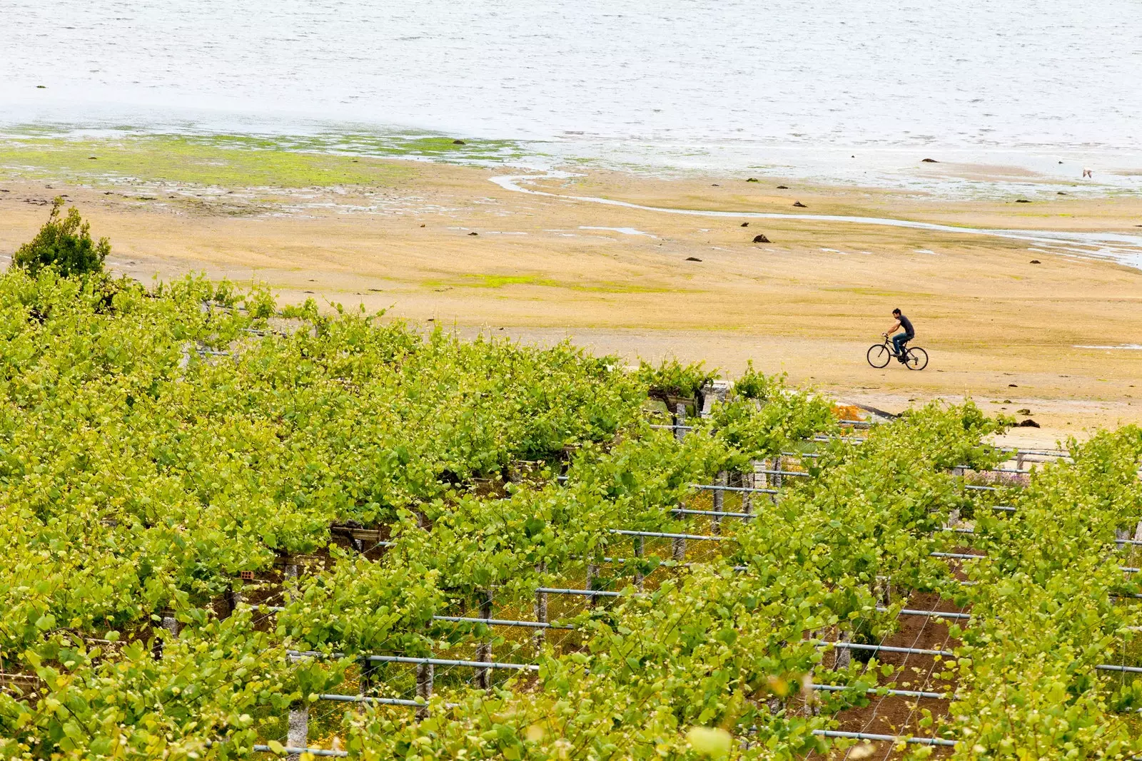 A rota do vinho Rías Baixas