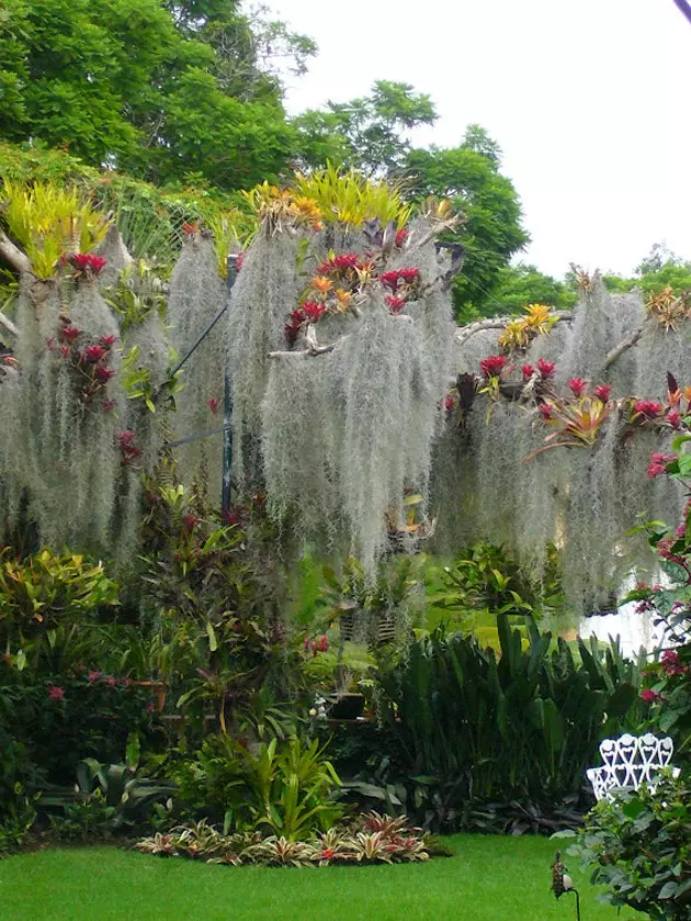 Pesta Hijau di La Casa Encantada