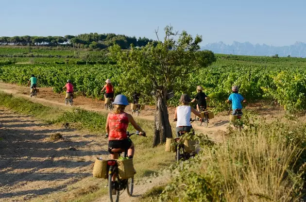 Penedès kerana anda tidak pernah melihatnya dengan basikal dan di antara ladang anggur