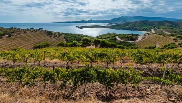 Garbets vingårdar vid havet och Llan-stranden och Cap de Creus i bakgrunden