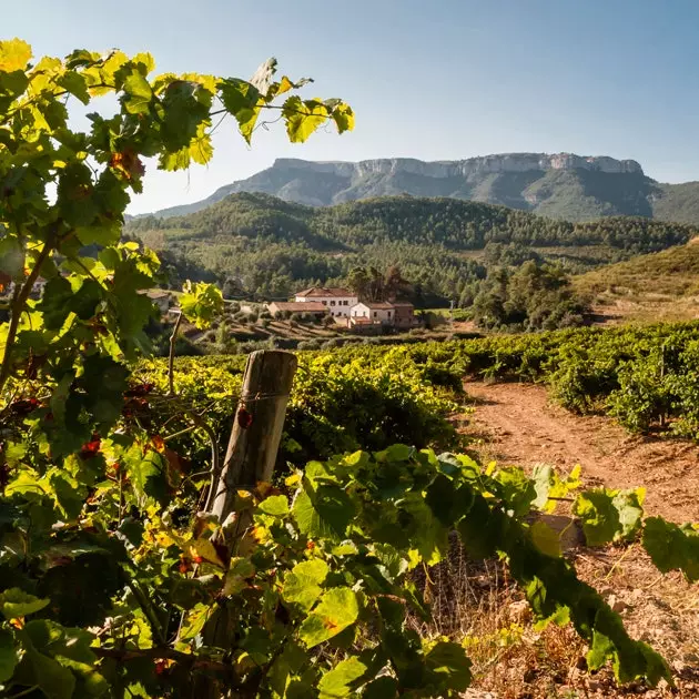 Celler Sant Rafel Detail vun de Wéngerten mat der Wënzer a La Mola Bierg am Hannergrond