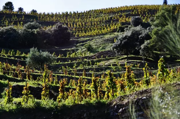 Priorat víngarða