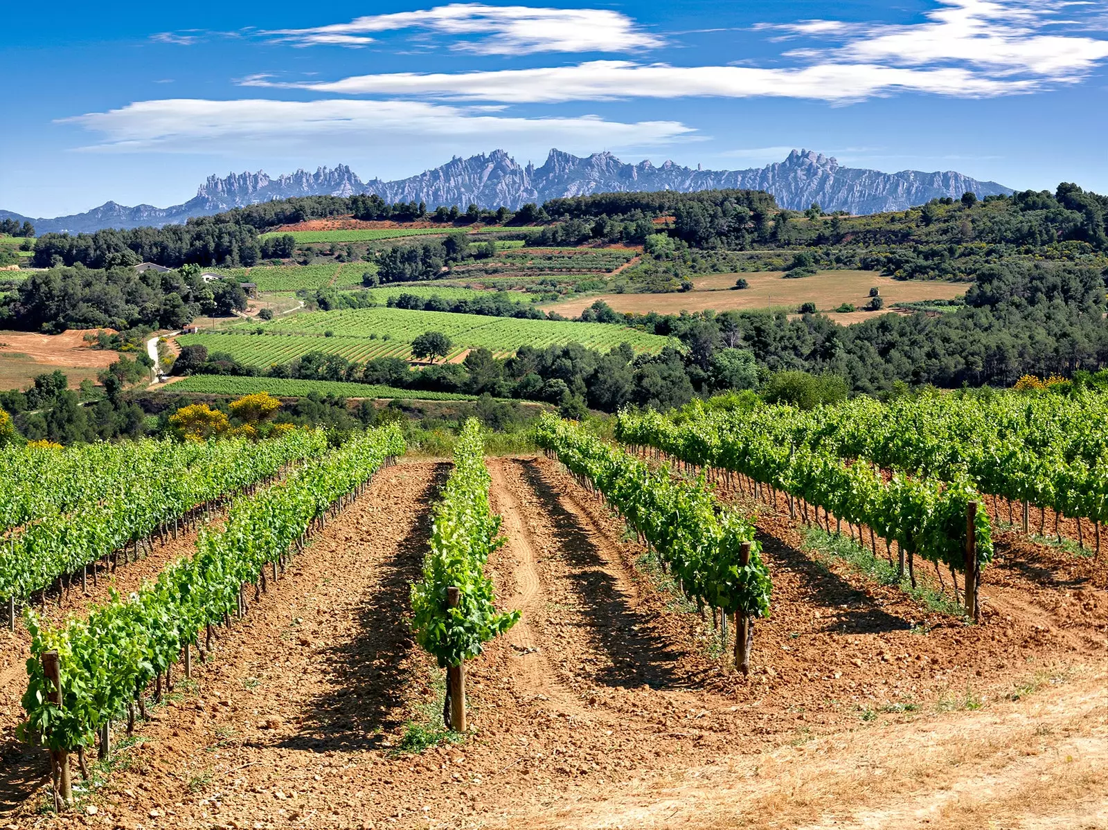 Vínferðamennska í Penedès