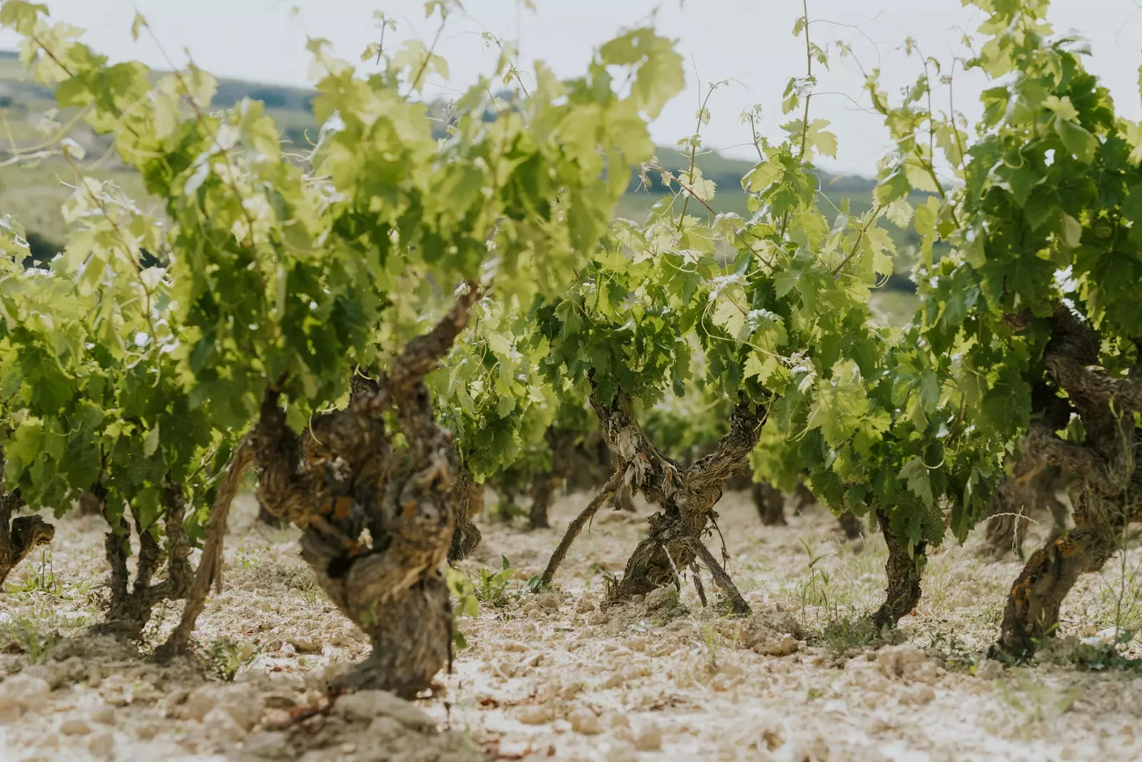 I vitigni della cantina Ysios