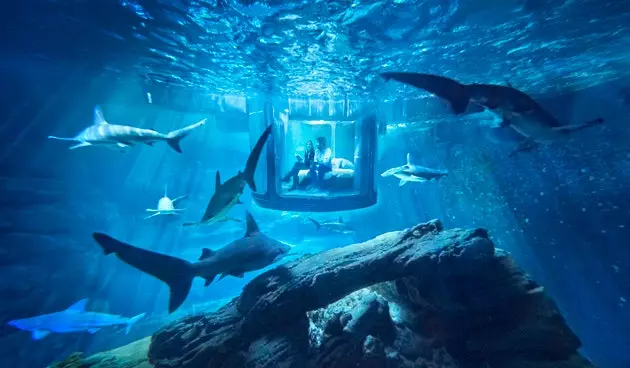 Airbnb's new accommodation is underwater among sharks and in Paris