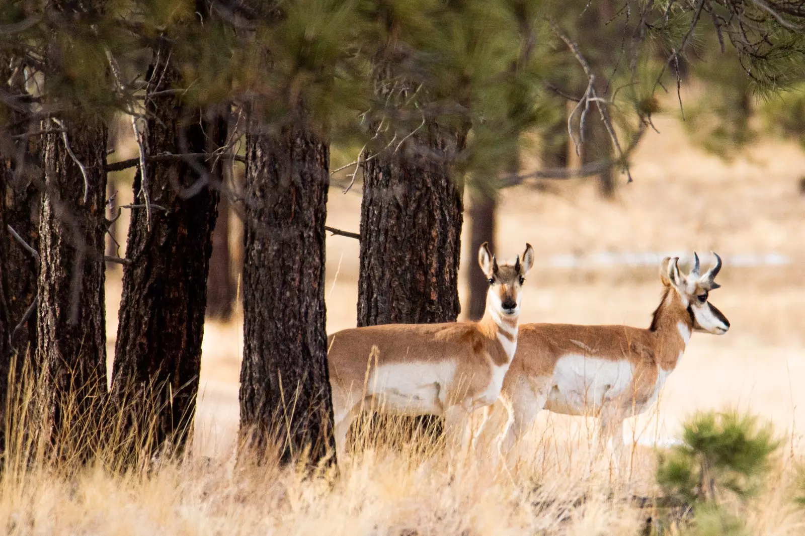 Tiere im Vermejo Red Turner Reserve