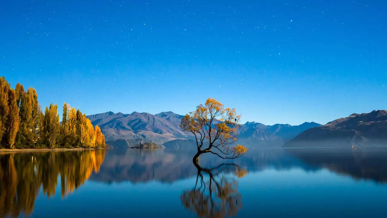 Apa yang terjadi dengan Pohon Wanaka, pohon paling terkenal di Selandia Baru?