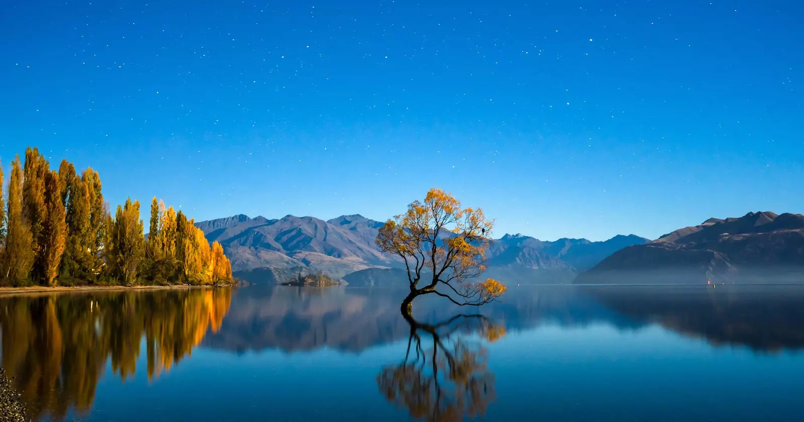 Wanaka Tree avant le 17 mars.