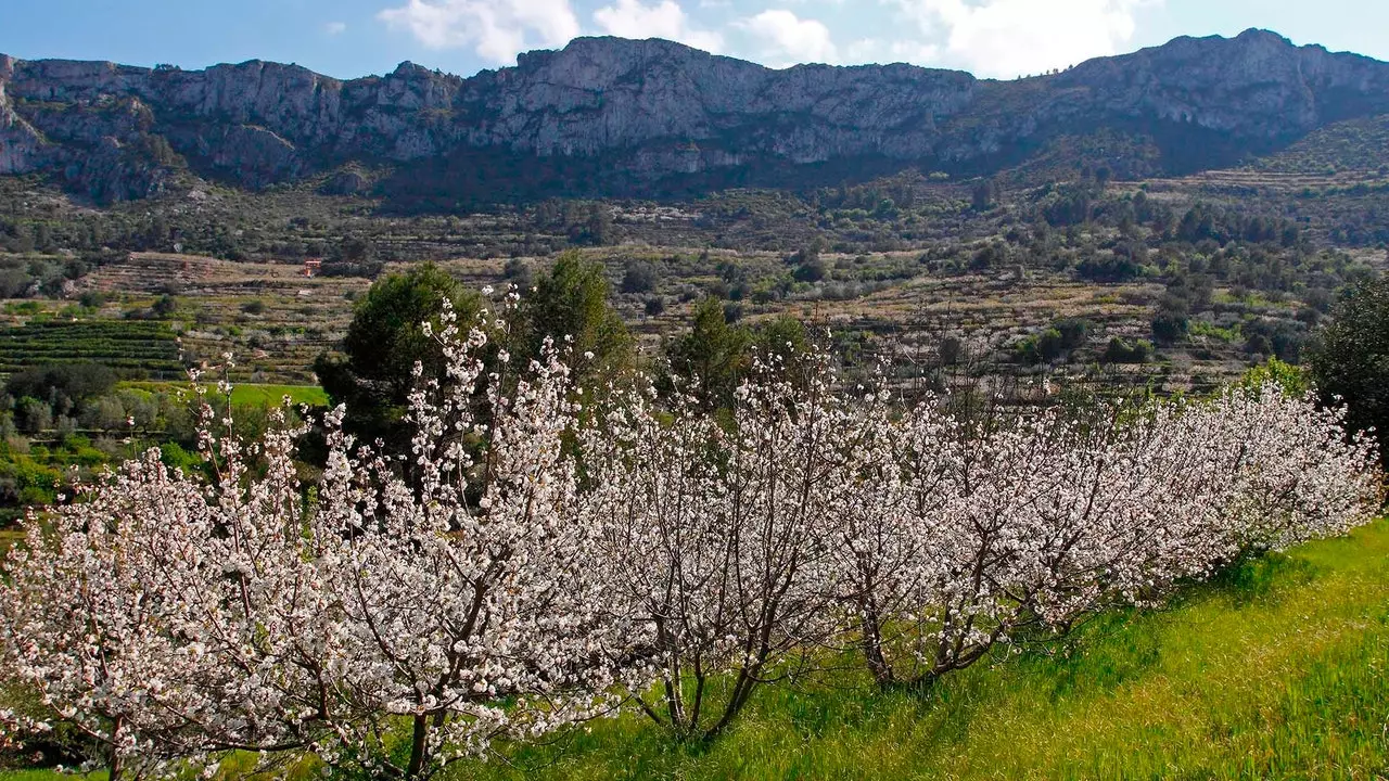 La Vall de Gallinera ou o 'efeito boom' das cerejeiras em flor